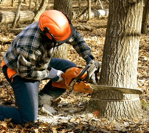Tree Removal in Dorchester, NJ